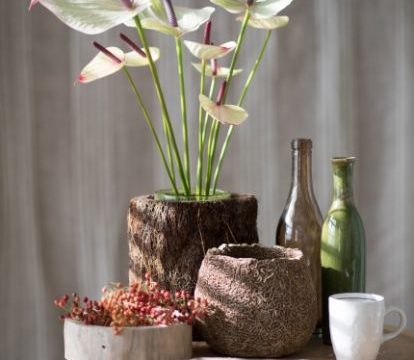 Anthurien als Schnittblumen -