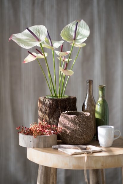 Anthurien als Schnittblumen -