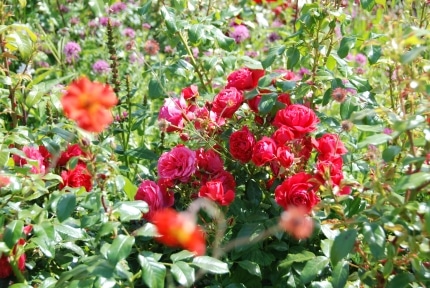 Rosen als Geschenk -