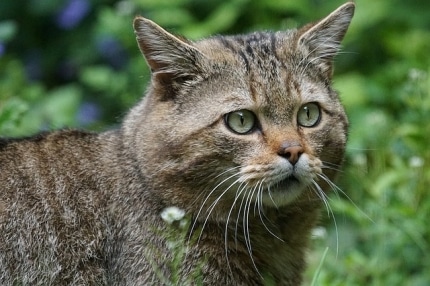 tierschutz-thema-wildkatze