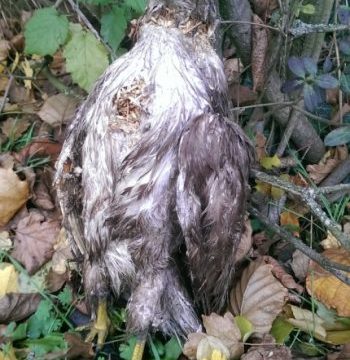 pol-pdwo-makabrer-scherz-in-zeiten-der-vogelgrippe