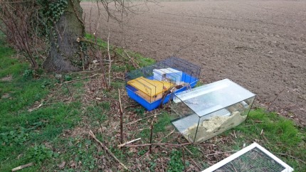 frau-setzt-sechs-maeuse-samt-kaefig-und-terrarium-aus