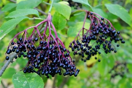 Holunderbeeren -