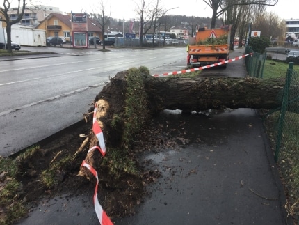 20180104_Sturmtief_Burglind_Säulenpappel_Neckarstraße