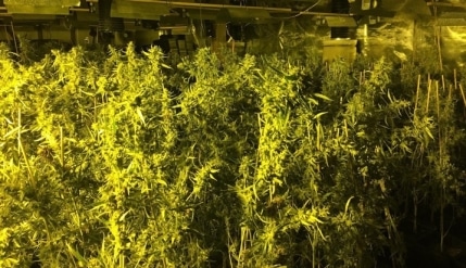 Plantage_2-22102019