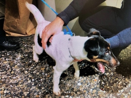 ausgesetzter-hund-04112019