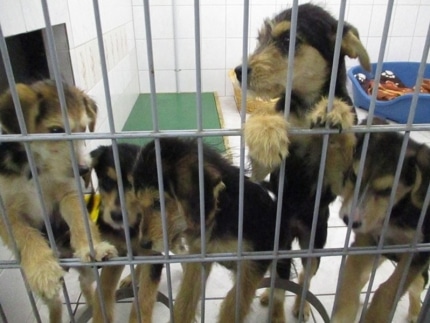 Bild 2 Hundewelpen_Ersteller: Tierschutzverein Marienberg