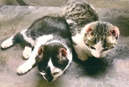 Katze3