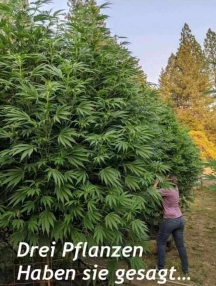 3 Hanf Pflanzen sind erlaubt
