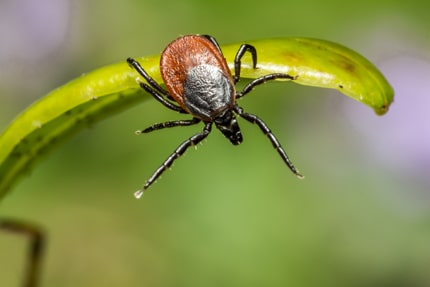 5 Fakten über Zecken, die Sie noch nicht wussten