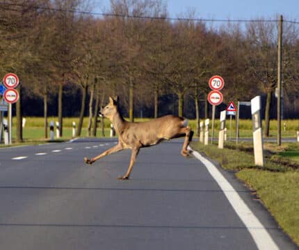 Hohes Wildunfall-Risiko durch Umstellung auf Sommerzeit