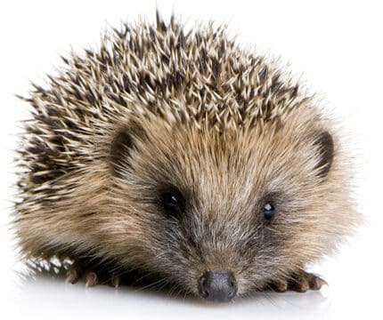 Igel im Frühjahr