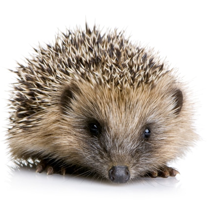 Igel im Frühjahr