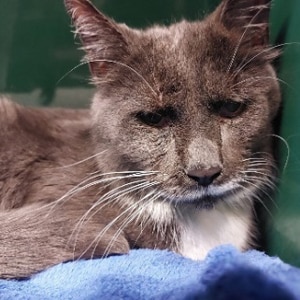 Tierquälerei Hamburg Fahndungsaufruf Kater Grisu gequält und ausgesetzt