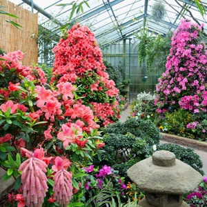 Azaleen-Zauber - Azaleenblüte in der Wilhelma Zoologisch-Botanischer Garten Stuttgart