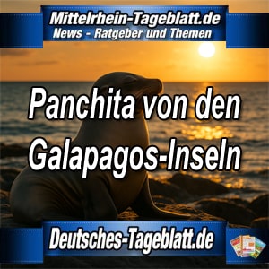 Mittelrhein-Tageblatt-Deutsches-Tageblatt-Panchita-der-Seelöwe-von-den-Galápagos-Inseln