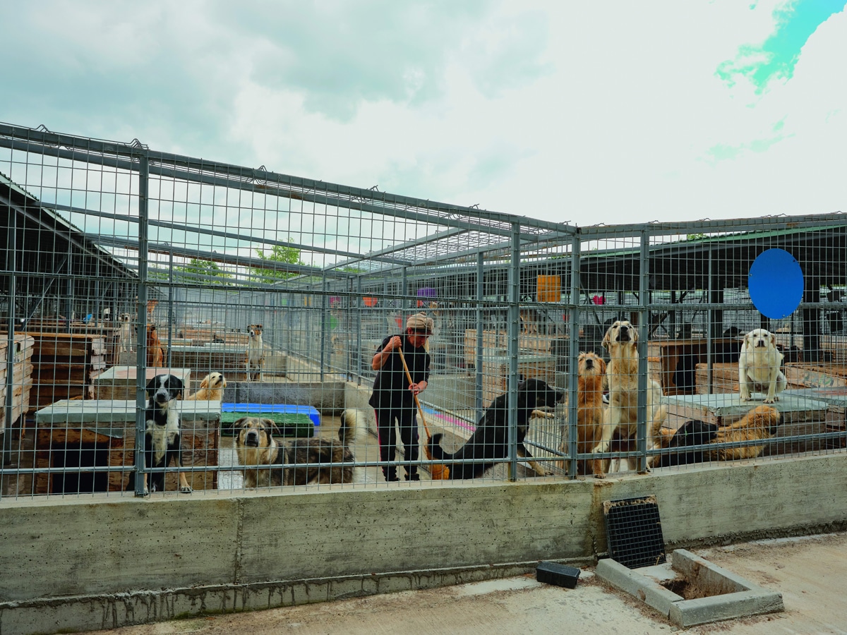 Die Smeura - Das größte Tierheim der Welt