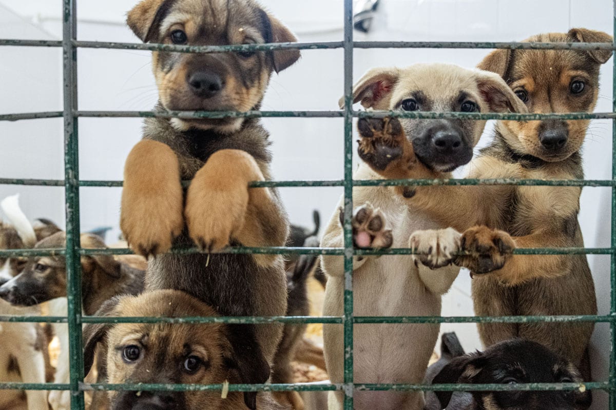 Gerettete Hunde - Die Smeura