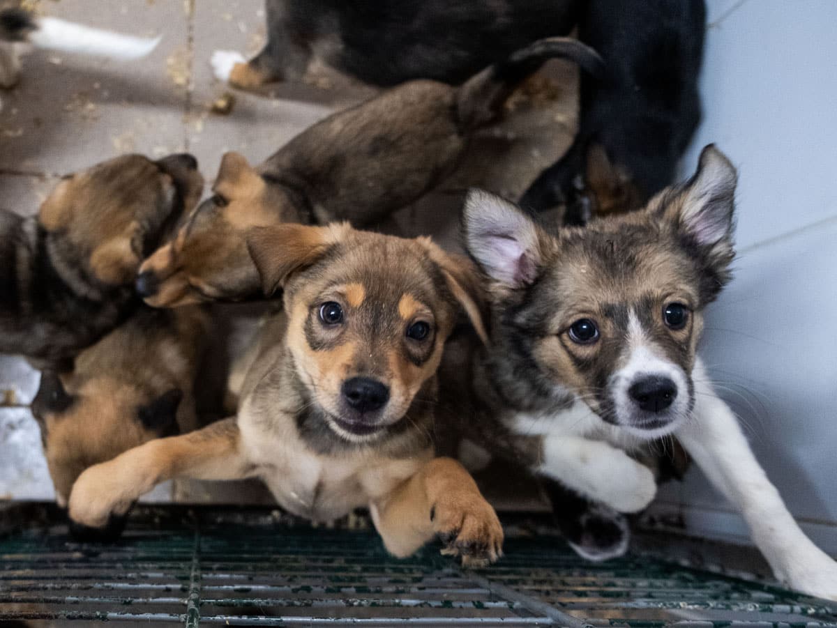 Hunde der Tierhilfe Hoffnung in der Smeura warten auf ein neues zu Hause