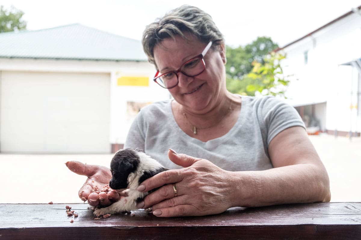 Mitarbeiterin der Smeura versorgt einen Welpen