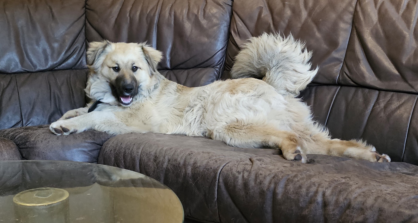 Ein Hund namens Muffin 02