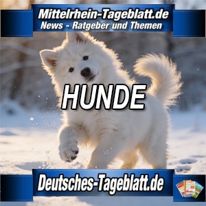 Mittelrhein-Tageblatt-Deutsches-Tageblatt-Hund-Hunde-Tiere-Tierschutz-Hundepfoten-Winter-Schnee