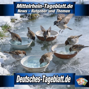 Mittelrhein-Tageblatt-Deutsches-Tageblatt-Wildvögel-Vögel-brauchen-auch-im-Winter-Trinkwasser