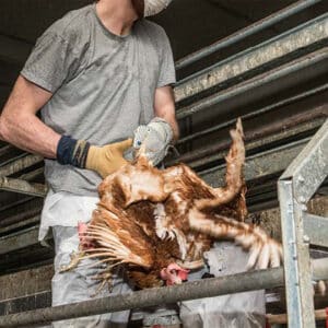 Ende des Kopfüberfangens von Hühnern (c) Eyes on Animals Jack Tummers